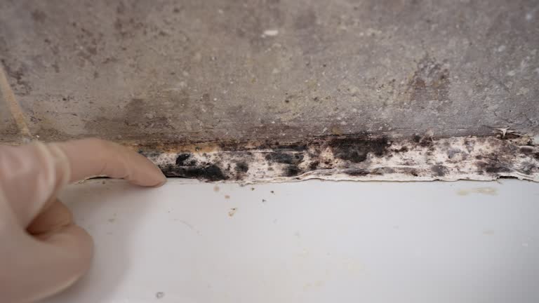 Mold Odor Removal Services